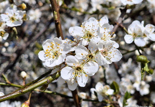 25-03-19-fruehlingsblueten-004