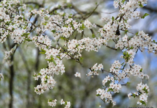 25-03-24-teichstrasse-fruehlingsblueten-