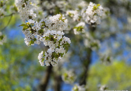 25-04-06-teichstrasse-obstbluete-008