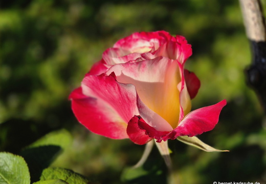 25-05-01-weingartenstrasse-rose-002