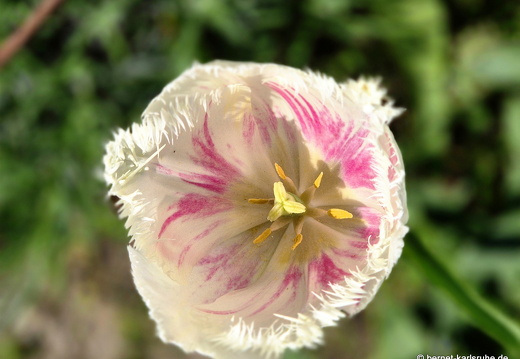25-05-01-tulpe-