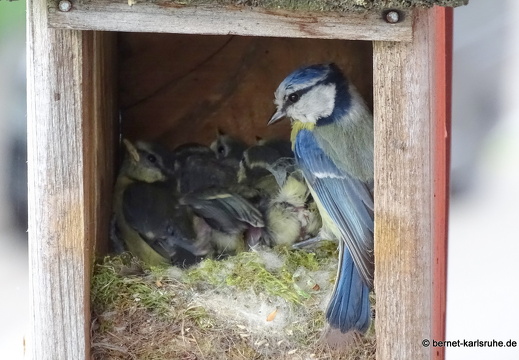 25-05-12-meisenkinder-guetterung-004