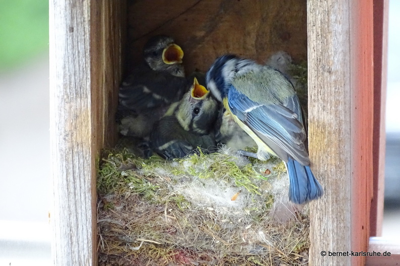 25-05-12-meisenkinder-guetterung-024.jpg