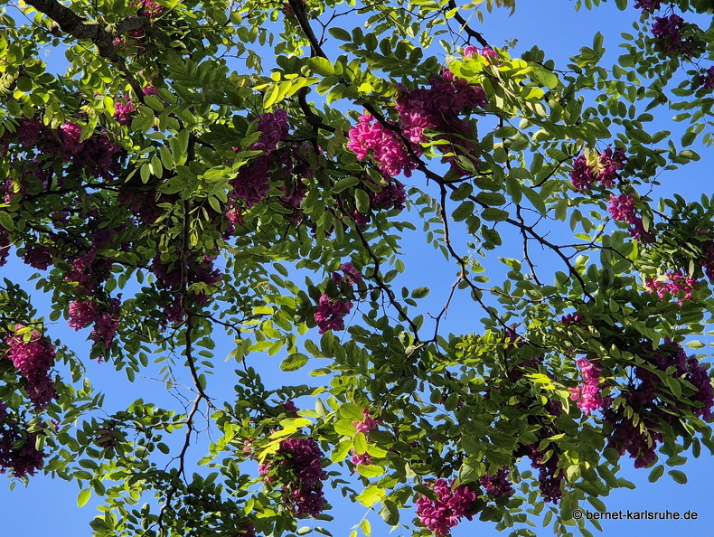 25-05-12-musikerviertel-rote akazie-002.jpg