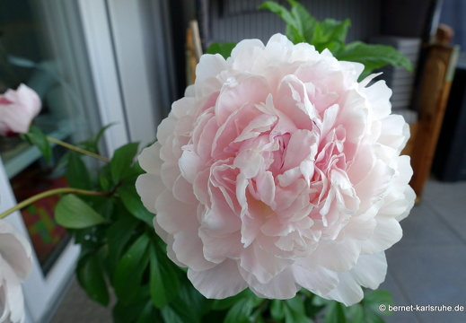 25-05-14-balkon-pfingstrose-020