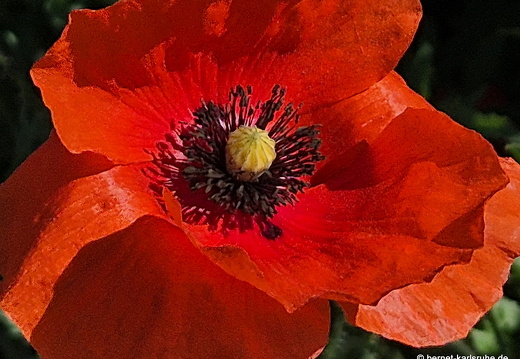 25-05-15-philosophenweg-mohn-004