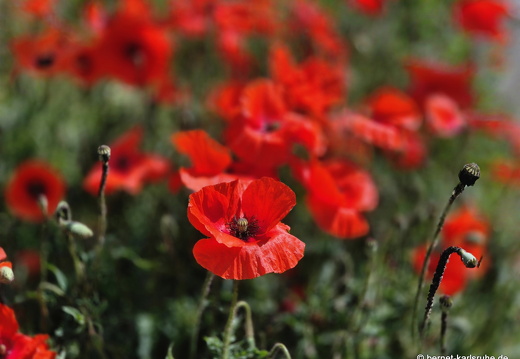 25-05-23-ortenberger-philosophen-mohn-001