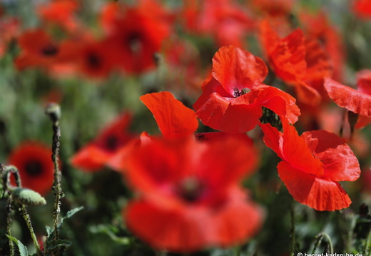 25-05-23-ortenberger-philosophen-mohn-002