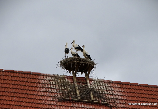 23-07-03-stadtbibliothek-storchenest-vier-010