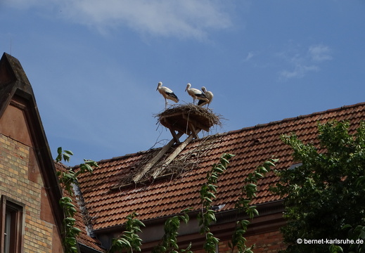 23-07-12-stadtbibliothek-storchennest-002