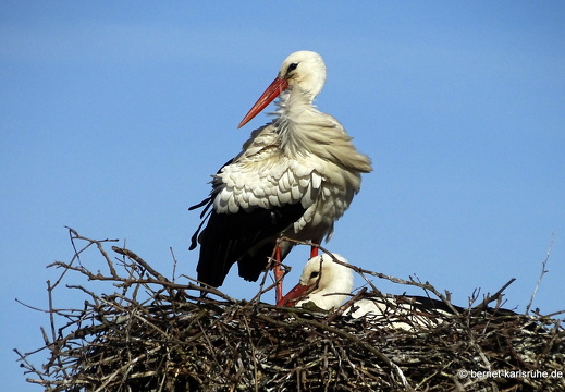 24-04-05-am marktplatz-storchennest-006