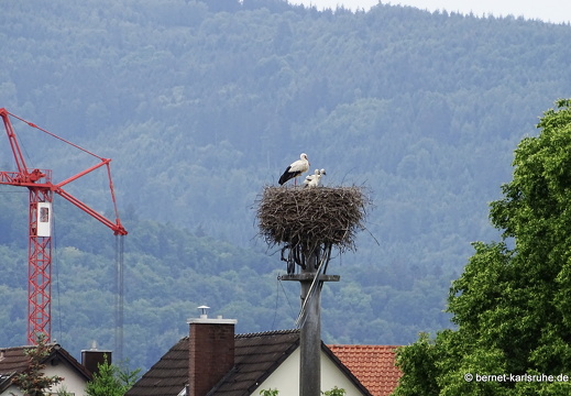 24-05-13-am grossendeich-elgersweier-storchennest-008