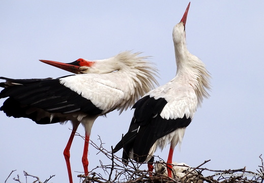 24-06-04-am marktplatz-storchennest-001
