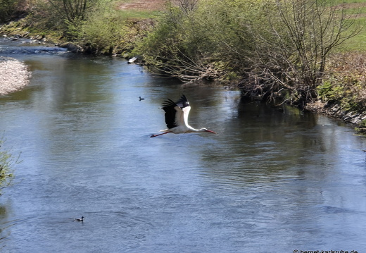 25-04-09-kinzig-storch-