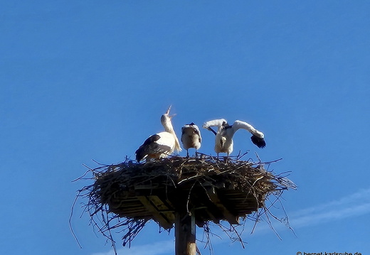 25-05-30-fessenbach-storchennest-nachwuchs-004