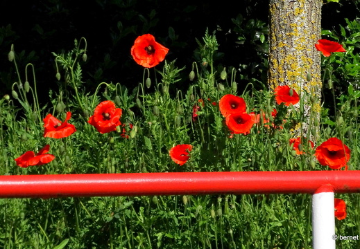 24-05-09-ortenberger-mohn-wahlplakate-004