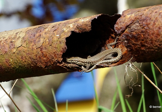 24-04-07-garten philosophenweg-mauereidechse-004
