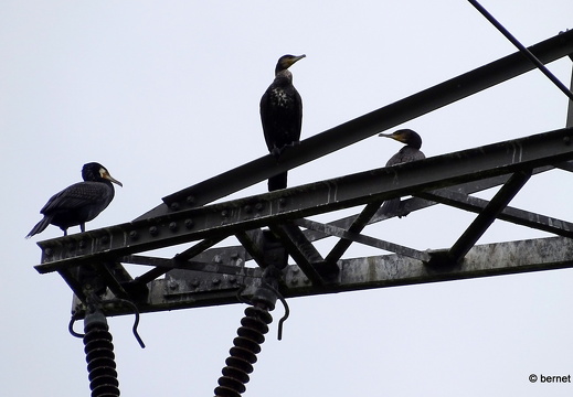 24-05-13-kinzigdecih-kormoran-familie-014