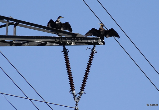 24-05-18-kinzig-deich-hochwasser-kormoran-003