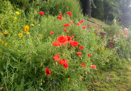 24-05-19-blumenstockweg-018