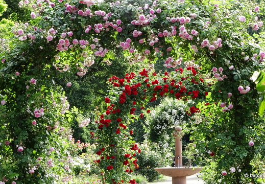 24-05-27-rosengarten-002