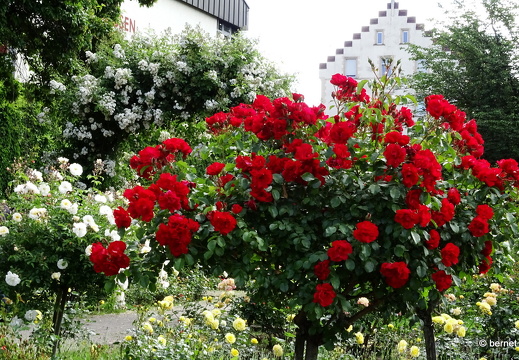 24-05-27-rosengarten-009