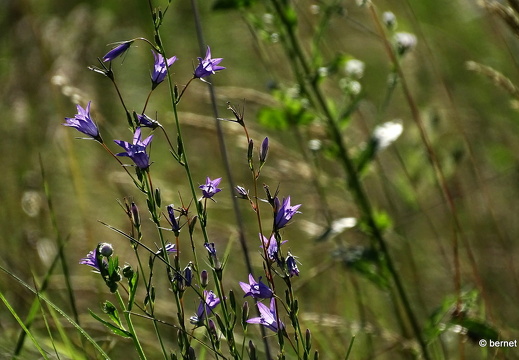 24-07-09-am grossendeich-005