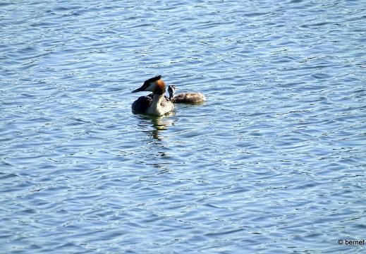 24-08-06-gifizsee-gaensesaeger mit kind-004