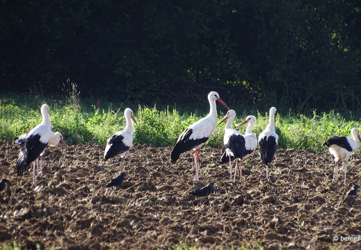 24-08-09-buehl-jungstoerche-018