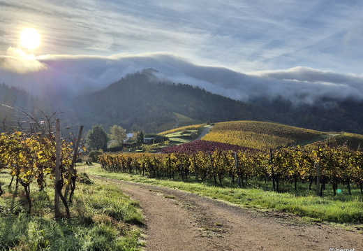 24-10-20-fessenbach-hohes horn-014