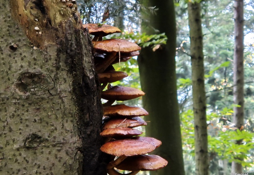 24-10-20-fessenbach-hohes horn-036