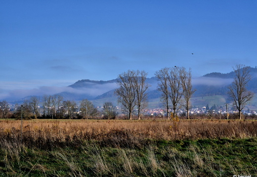 24-12-01-teichstrasse-hochnebel-005