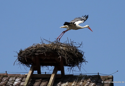 23-05-27-ottersweier-storchennest-004