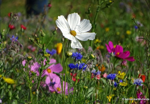 23-07-06-lindenhoehe-bauerngarten-sommerwiese-005