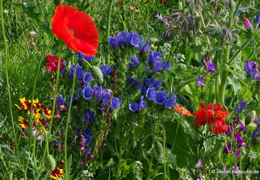 23-07-06-lindenhoehe-bauerngarten-sommerwiese-006