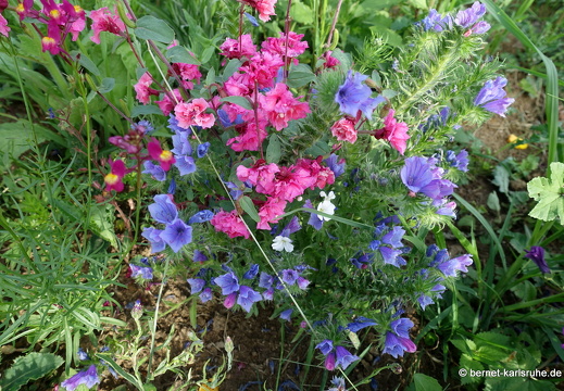 23-07-06-lindenhoehe-bauerngarten-sommerwiese-008