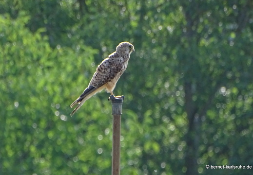 23-07-19-kinzig-deich-turmfalke-002