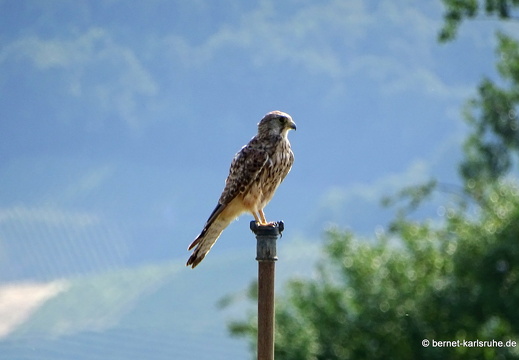 23-07-19-kinzig-deich-turmfalke-004