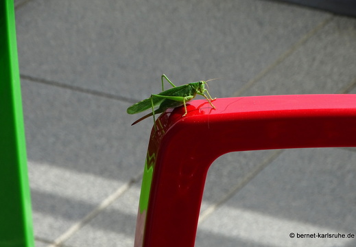 23-07-23-grosses heupferd-004