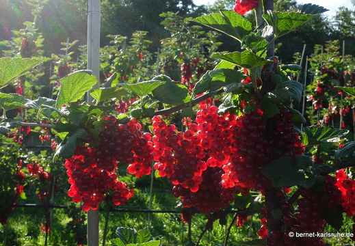 23-08-10-johannisbeeren nahe wilhelmstrasse-005