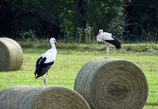 24-07-21-teichstrasse-stoerche-018