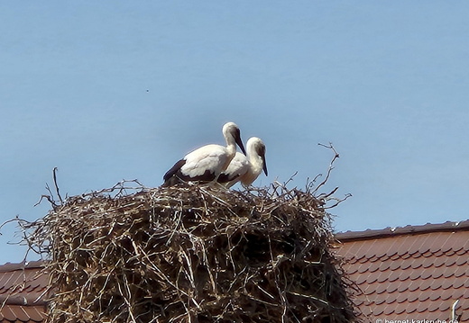 25-06-17-am marktplatz-storchennest-003
