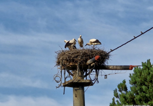 25-06-21-ortenberg-storchennest-jungstoerche-004