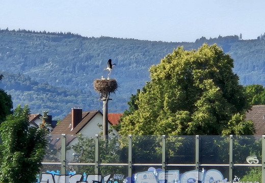 25-06-22-kinzigdeich-elgersweier-storchennest-004