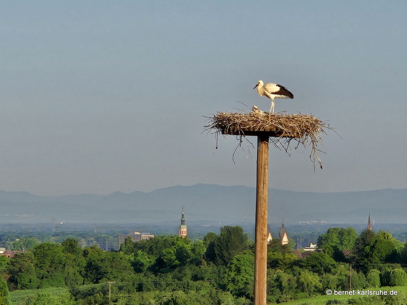 25-06-30-fessenbach-storchennest-003.jpg