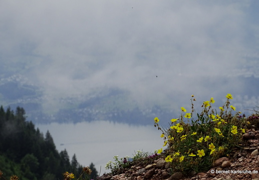 24-06-26-rigi-blumenweg-aussicht-013
