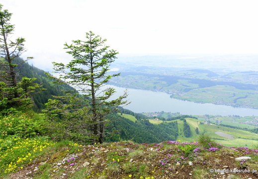 24-06-26-rigi-blumenweg-aussicht-015