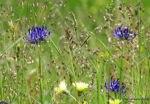 24-06-26-rigi-blumenweg-bergflora-017