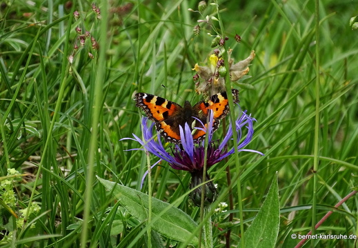 24-06-26-rigi-blumenweg-kleiner fuchs-schmetterling-010