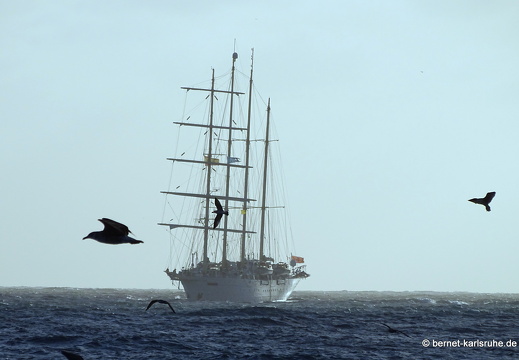23-11-09-pdr-segelschiff-starflyer-moewen-008